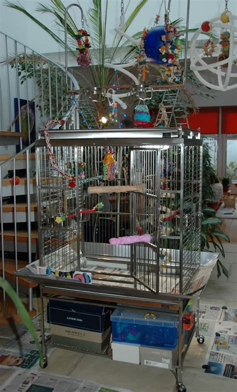 Pionus Bird Cage Setups: Cage Options for your Pionus Parrot | Discount ...