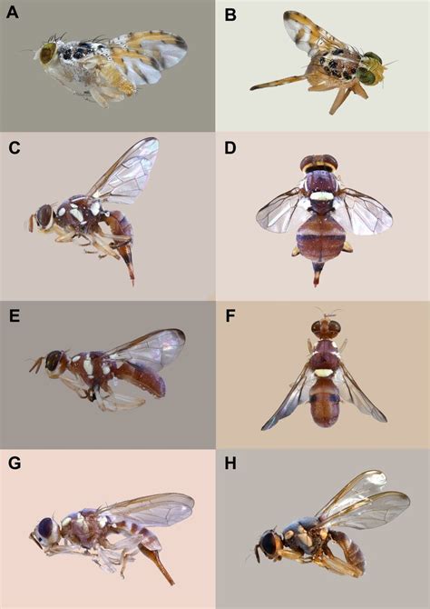 General Habitus Of Fruit Flies Diptera Tephritidae Collected In UAE