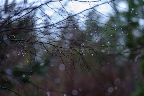 Naked Birch Tree Branches In Autumn Against Dark Background Stock Image Image Of Healthy