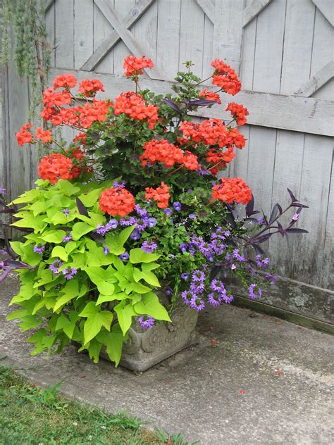 Sun loving plants for your summer container garden – Artofit