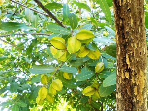 अर्जुन पेड़ की टहनियां इसके इस्तेमाल से दूर हो सकते हैं डायबिटीज जैसे