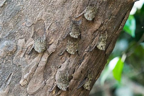 Oil and sustainable tourism: What's next for Guyana? | Adventure.com