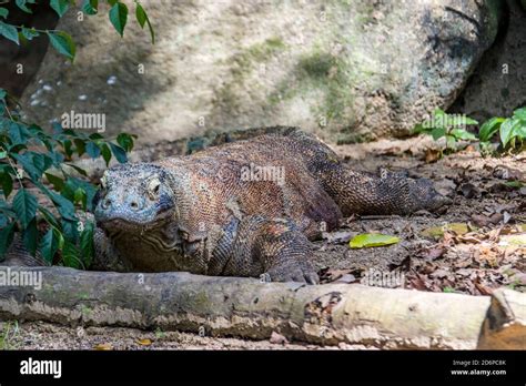 Komodo Dragon Habitat Diorama