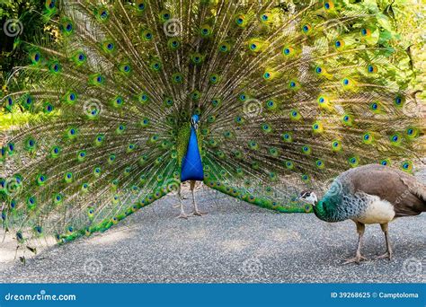 Mâle Et Femelle De Paon Photo Stock Image 39268625