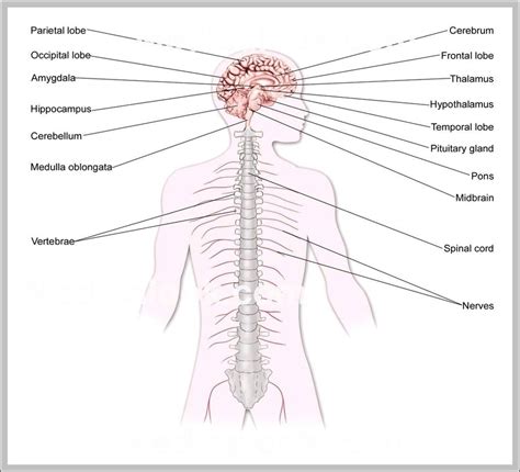 Pictures Of The Central Nervous System Image – Anatomy System – Human ...