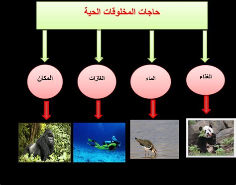 خصائص الكائنات الحية وأهمية تنوعها