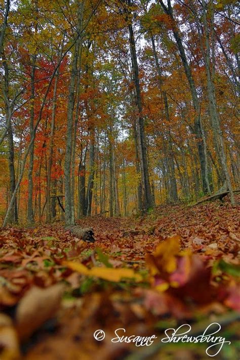 Timeless Photography WV: WV Autumn Colors!