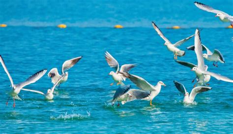 The Leader’s Guide to Unlocking Team Potential and Innovation - Anton ... 