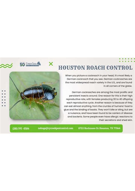 HOUSTON ROACH CONTROL | Identifying German cockroaches by ...