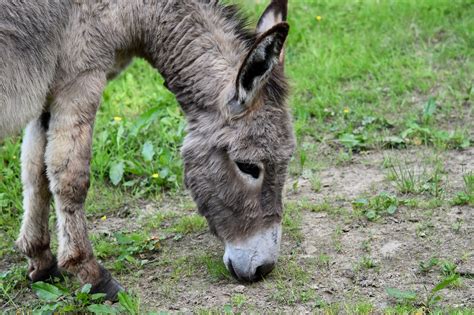 10 000 Free Women Ass Donkey Images Pixabay