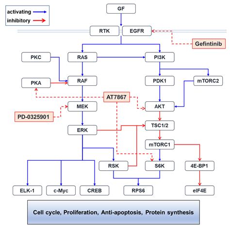 Dual Inhibition of AKT and MEK Pathways Potentiates the Anti-Cancer ...