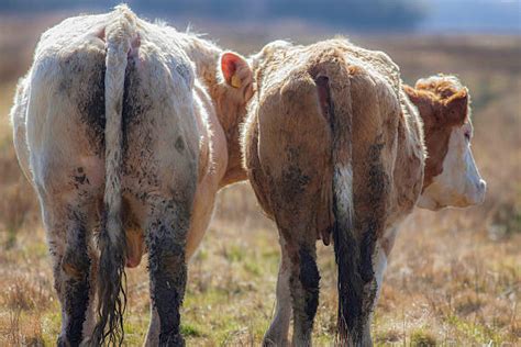 500 Ugly Cow Stock Photos Pictures And Royalty Free Images Istock