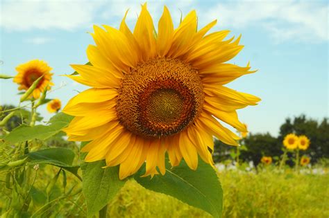 sunflower blossom flower field  stock photo public domain pictures