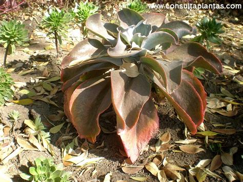 Echeveria Gibbiflora U Oreja De Burro Cuidados