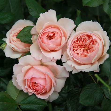 Masora Rose | Love Rose