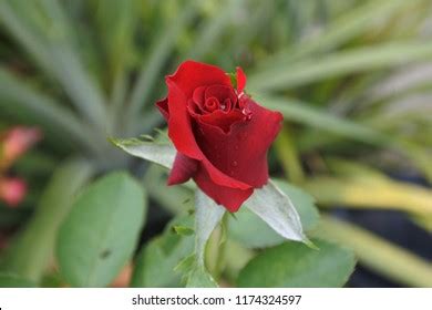 Symbols Love Red Roses Stock Photo 1174324597 | Shutterstock