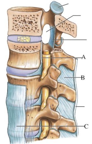 Anatomy Final Quizes Flashcards Quizlet