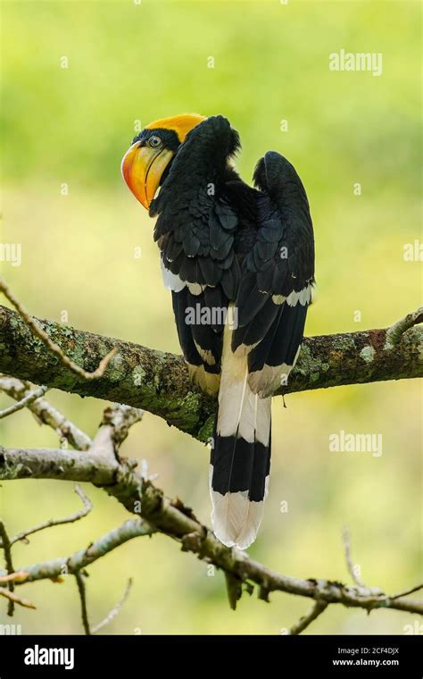 Great Indian Hornbill in its habitat Stock Photo - Alamy