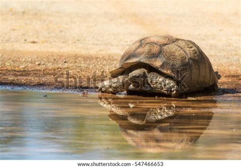 Thirsty Tortoise Drinking Water After Rains Stock Photo (Edit Now ...