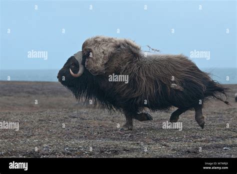 Musk Ox Running Hi Res Stock Photography And Images Alamy