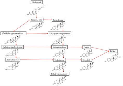 The Synthesis Of Sex Hormones From Their Precursor Cholesterol