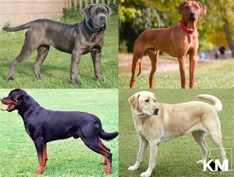 Top 15 Best Dog Breeds In Kenya 2025 - Kenyan Magazine