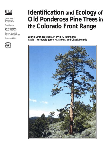 Identification Ecology Old Ponderosa Pine Trees Colorado Front Range