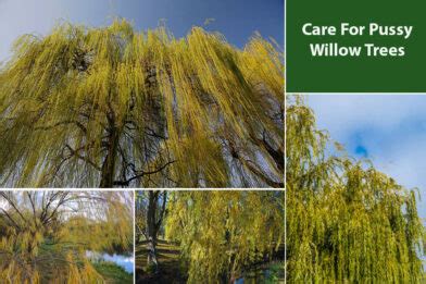 How To Care For Pussy Willow Trees Simplest Guide EmbraceGardening