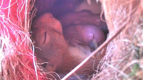 Baby Red Squirrels Eichh Rnchen Mit Babys Squirrel Supermom Moves