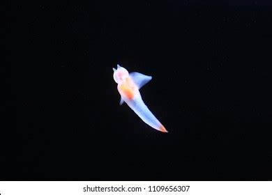 Naked Sea Butterfly Sea Angel Common Stock Photo 1109656304 Shutterstock