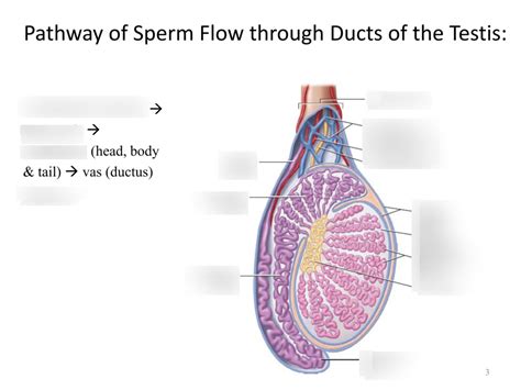 Pathway Of Sperm Flow Through Ducts Of The Testis Diagram Quizlet