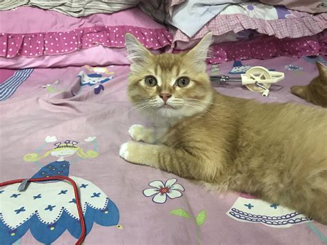 Why this kitten shelter secret surprised animal lovers today 9