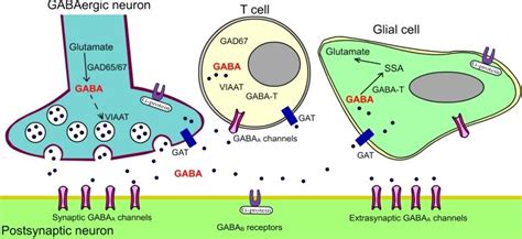 Schematic Figure Showing The Various Components Of The Gaba Signalling