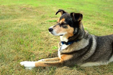 Golden Retriever German Shepherd Husky Mix