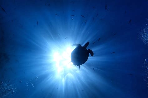 Underwater Rays Photos, Download The BEST Free Underwater Rays Stock ...