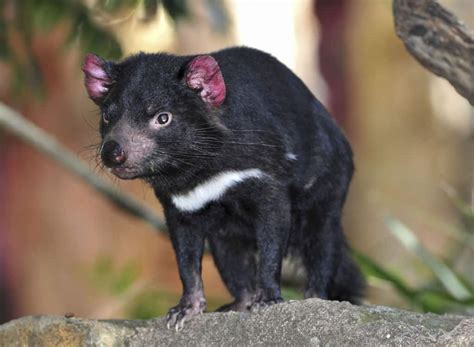 Video What Does A Tasmanian Devil Sound Like Islands