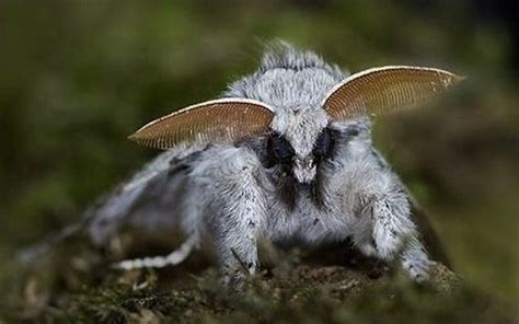 Poodle Moths Are The Cutest Freakiest Moths Barnorama