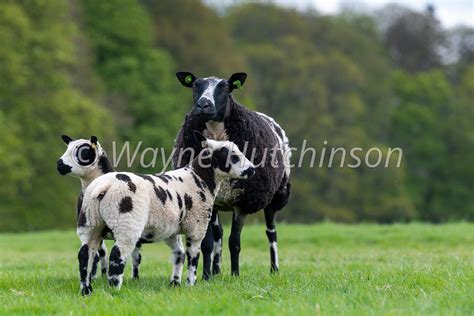 Hutchinson Photography Images Of Agriculture And Rural Life Dutch
