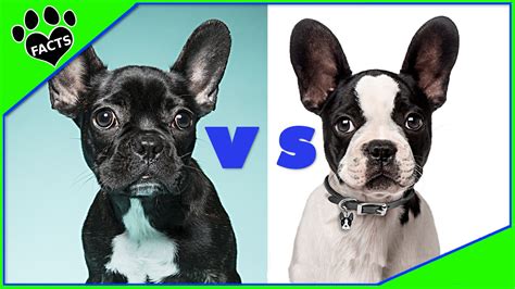 french bulldog  boston terrier french bulldog