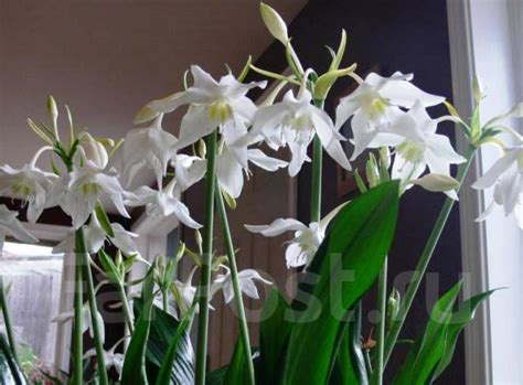 Эухарис - Растения во Владивостоке