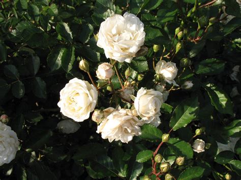 Marie Pavie Antique Rose Essence Rosa Polyantha 1888 Aroma Health Texas