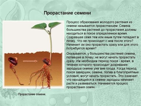 Прорастание семян - online presentation
