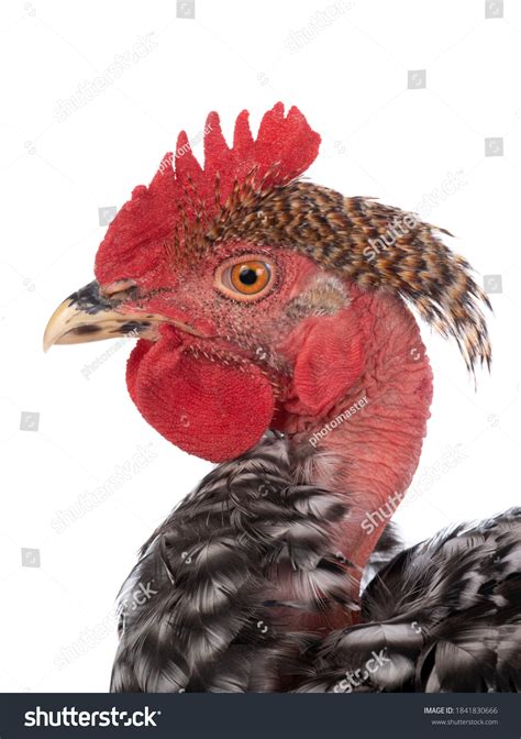 Portrait Naked Neck Rooster Isolated On Stock Photo Shutterstock