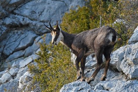 chamois, mammal, nature, horns, mountain, wild, animal, alps, rock ...