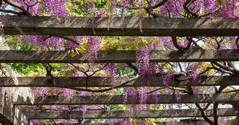 13 Best Pergola Plants For Growing On Pergolas | PlantCareToday