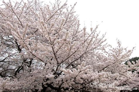 【東京賞櫻自由行】盤點13個東京賞櫻必去景點推薦 Saydigi 點子科技生活