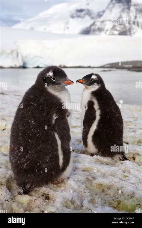 Gentoo Penguins At Port Lockroy Antarctica Stock Photo Alamy