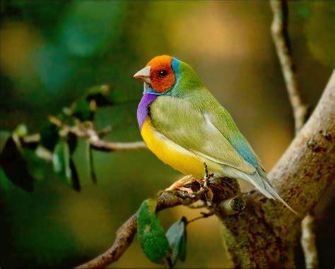 Gouldian Finch — Full Profile, History, and Care