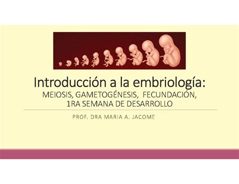 Introducción a la embriología Introducción a la embriología MEIOSIS