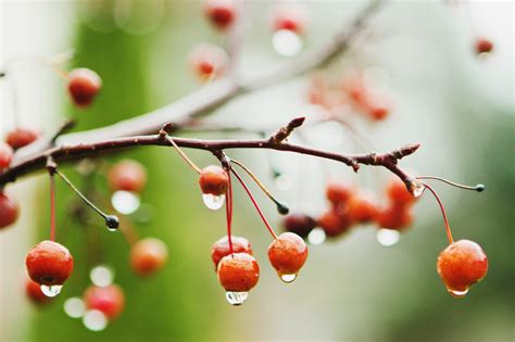 Fondos De Pantalla Rojo Plantas Gotas De Agua Rama Fruta Flor